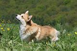CORGI PEMBROKE 606